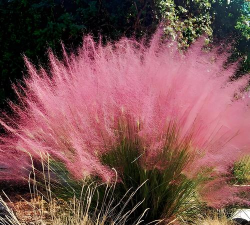 小众送妈妈的花有哪些花