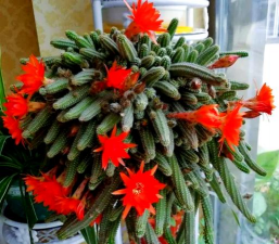 小众送妈妈的花有哪些花