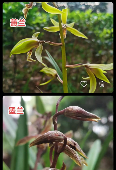 小众送妈妈的花有哪些花