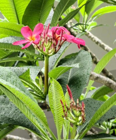 小众送妈妈的花有哪些花