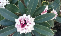 小众送妈妈的花有哪些花