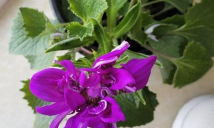 小众送妈妈的花有哪些花