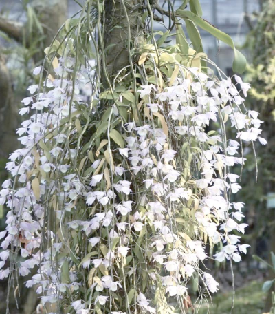 小众送妈妈的花有哪些花