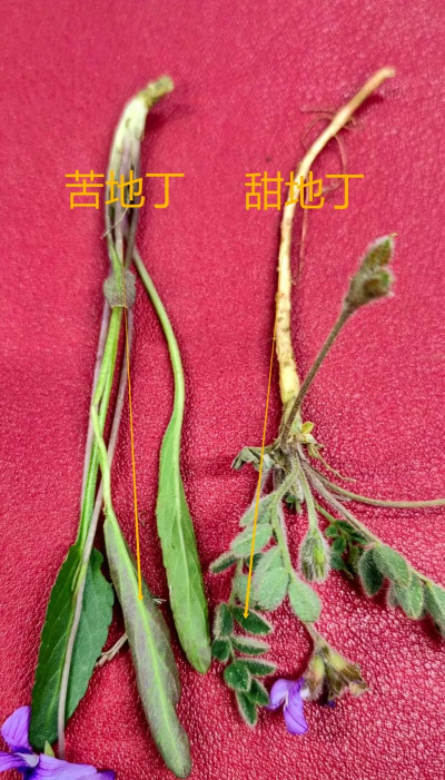 小众送妈妈的花有哪些花