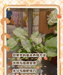 小众送妈妈的花有哪些花