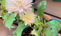 小众送妈妈的花有哪些花