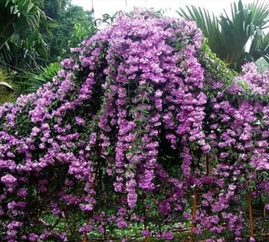 小众送妈妈的花有哪些花