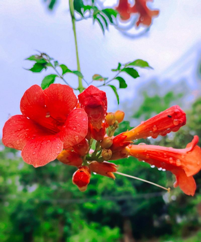 小众送妈妈的花有哪些花
