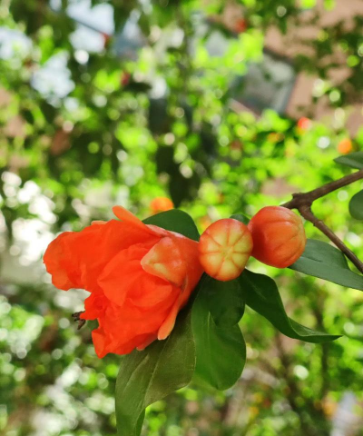 小众送妈妈的花有哪些花