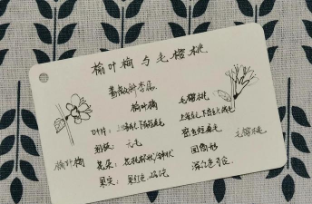 毛樱桃和榆叶梅的区别