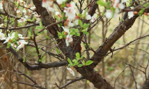 山樱桃和榆叶梅的区别