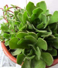 小众送妈妈的花有哪些花