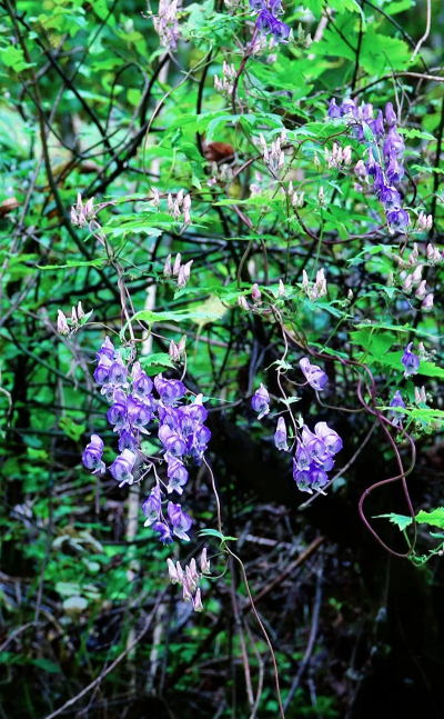 瓜叶乌头的养殖方法及注意事项