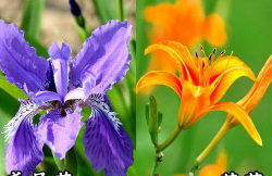 小众送妈妈的花有哪些花