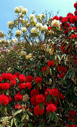 小众送妈妈的花有哪些花