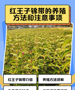 红王子锦带的养殖方法及注意事项
