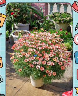 小众送妈妈的花有哪些花