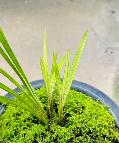 小众送妈妈的花有哪些花