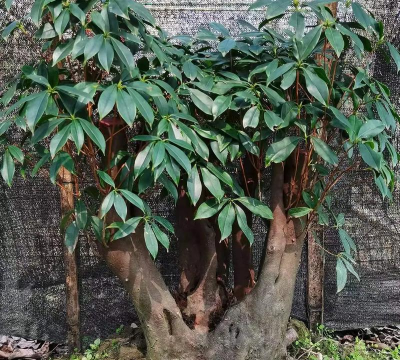 小众送妈妈的花有哪些花