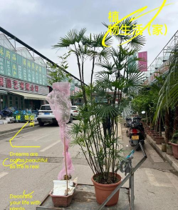 小众送妈妈的花有哪些花