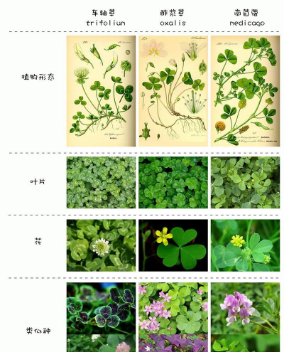 小众送妈妈的花有哪些花