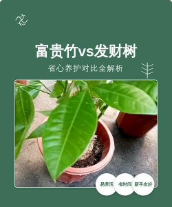 富贵树与发财树的区别