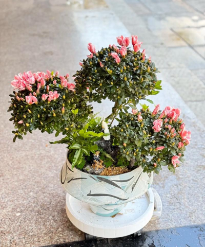 小众送妈妈的花有哪些花