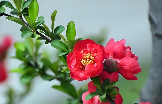 小众送妈妈的花有哪些花