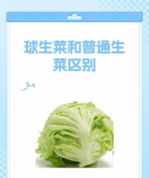 生菜球和生菜的区别