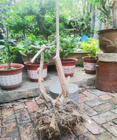 小众送妈妈的花有哪些花