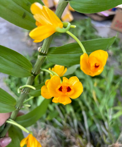 小众送妈妈的花有哪些花