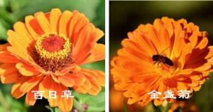 小众送妈妈的花有哪些花