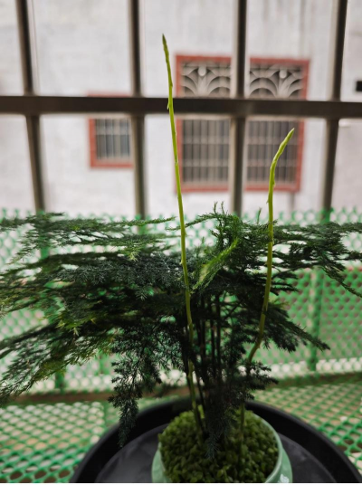 文竹九月份能换盆吗，文竹九月份可以分株吗