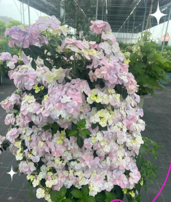 小众送妈妈的花有哪些花