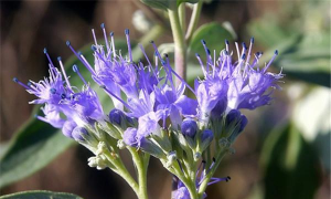 小众送妈妈的花有哪些花