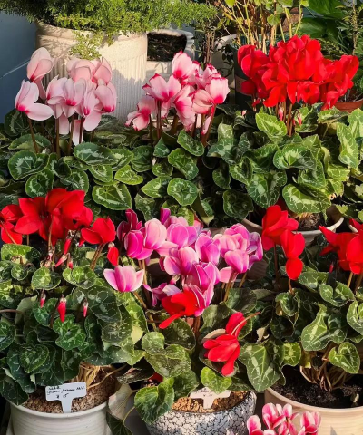 小众送妈妈的花有哪些花