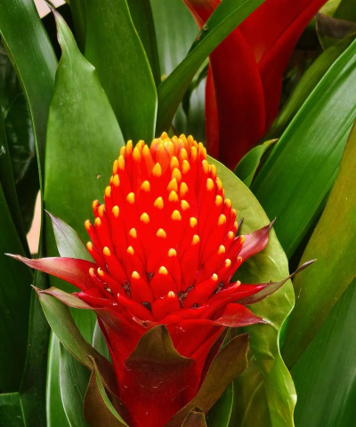 小众送妈妈的花有哪些花