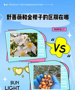 蔷薇与野蔷薇的区分