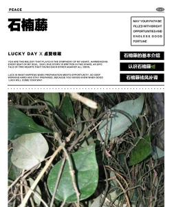 小众送妈妈的花有哪些花