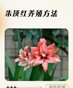 小众送妈妈的花有哪些花