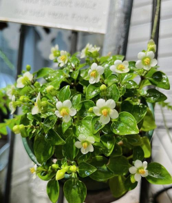 紫芳草的养殖方法