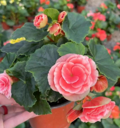 小众送妈妈的花有哪些花