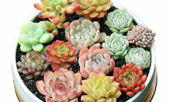 多肉黑莓怎么养