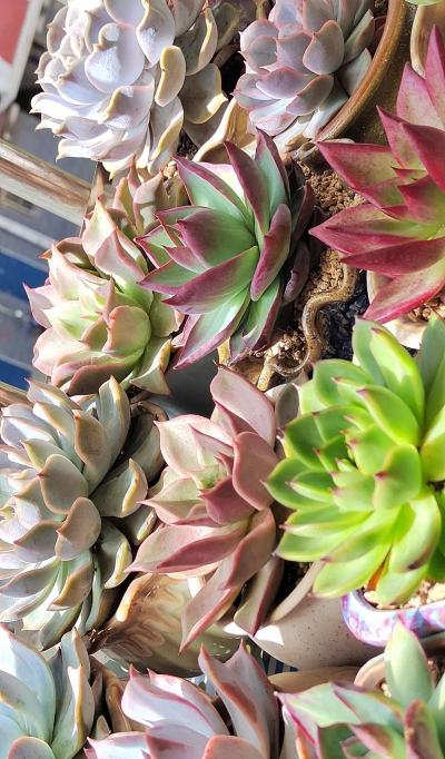 小众送妈妈的花有哪些花