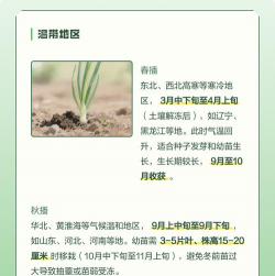 洋葱怎么种，洋葱什么时候种植