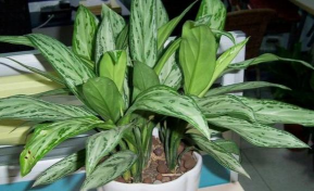 小众送妈妈的花有哪些花