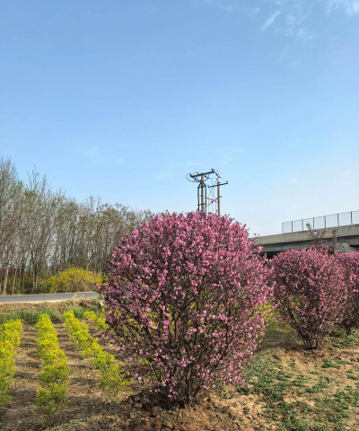 小众送妈妈的花有哪些花