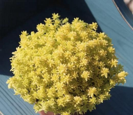 小众送妈妈的花有哪些花