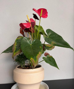 小众送妈妈的花有哪些花