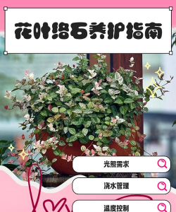 小众送妈妈的花有哪些花